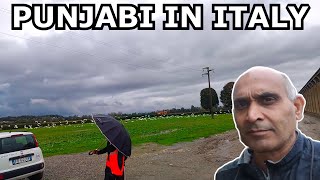 Dairy farm work in italy farm da kam italy vich punjabies workcow farming punjabi vlog [upl. by Cordier686]