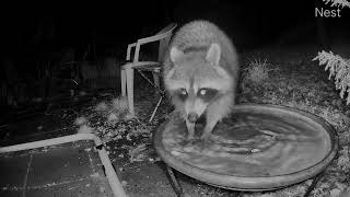 raccoon quotwashingquot peanuts in the bird bath [upl. by Kciregor]