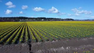 Daffodils of the Skagit Valley [upl. by Arev934]