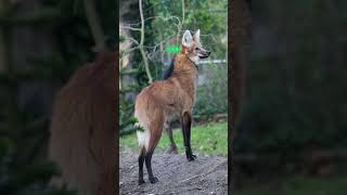 Is the Maned Wolf as RARE as You Think [upl. by Leakim]