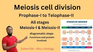 Meiosis  cell division Meiosis I and II stages of meiosis meiosis [upl. by Ierbua576]