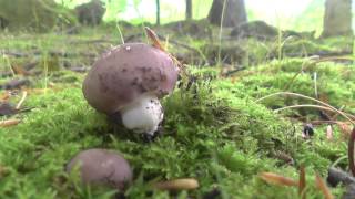 Russula Cyanoxantha en mayo de 2014 gibelurdiña seta carbonera urretxa [upl. by Letnuhs]