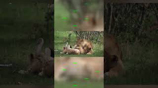 Roaring Cuties Discover the Playful World of Adorable Lion Cubs lionbabies lioncub lioncubs [upl. by Soracco844]