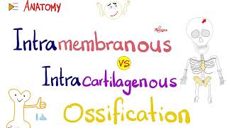 Intramembranous vs Intracartilagenous Ossification 🦴  Anatomy Series [upl. by Ralph]