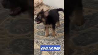 Guard Dog breed babies available9033572957 [upl. by Fachini]