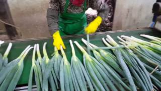 Spring onion peeling machine Chives peeler green onion peeling machine 대파탈피기 대파뿌리절단기 쪽파탈피기 [upl. by Alica]