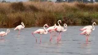 Flamands roses de Camargue  GrauduRoi [upl. by Charpentier]