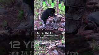 Black Bear Arrowed Over Bait  12 Yards [upl. by Dnaloy871]