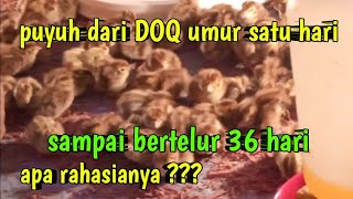 dari DOQ sampai bertelur hanya 36 hari [upl. by El]