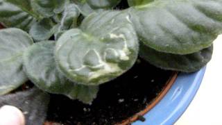 WATERING AFRICAN VIOLETS common mistakes and  HOW TO GET A SHOWY DISPLAY OF FLOWERS [upl. by Phedra]