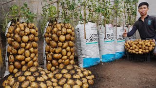 Growing potatoes in soil bags Will help you not have to spend money on buying potatoes anymore [upl. by Kerrison]