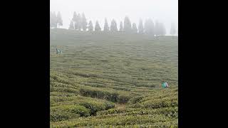 India Tea News  Bought Leaf Factories Blame India Tea Board For NonSupport of Food Safety Comp [upl. by Ramos]