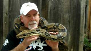 Brian Gundy With quotBig Mamaquot 8 12 Feet Long  50 Pound Female Red Tail Boa [upl. by Mei]