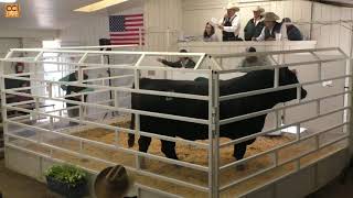 Springfield Bull Sale Louisburg NCDec09120230 [upl. by Pittel638]