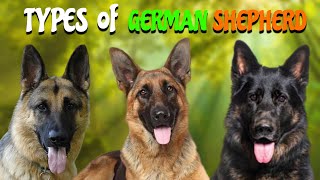 15Different Types of German Shepherd  Which is Right for You [upl. by Aidnahs]