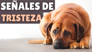 8 SIGNOS DE TRISTEZA en perros ➡️ ¿Está tu perro SUFRIENDO en silencio [upl. by Therron]