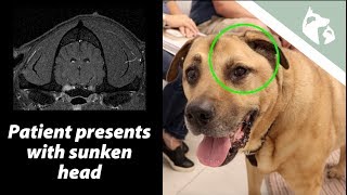 Sunken Head in Lab Mix  Vlog 16 [upl. by Hillhouse889]