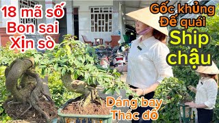 11112024☎️0378898338📲18 mã bonsai giá yêu thương đế cực đẹp cả nhà ủng hộ [upl. by Yblocaj462]