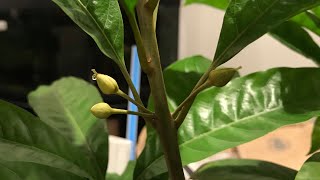 Canistel  egg fruit plant  Pouteria Campecciana looks much happier indoors [upl. by Rehpotsirc]