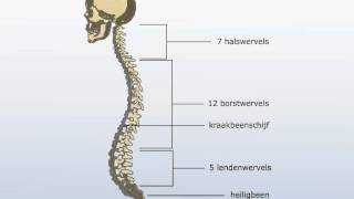 wervelkolom [upl. by Arvad]