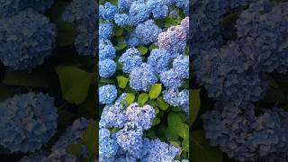 Revealing 3 Hydrangeas That Will Transform Your Garden 💙 🩵 gardening hydrangea flowers blues [upl. by Akimahc]