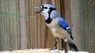 Blue Jay Imitating Red Shouldered Hawk Call [upl. by Idid]