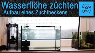 Wasserflöhe züchten und verfüttern  Lebendfutter selber machen  Aufbau eines Daphnia Zuchtbeckens [upl. by Gabriello]