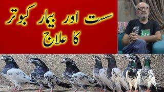 Sustorbimarkabotarkailaj  ustad mujeeb ahmad  Ahmad pigeon club [upl. by Hidie]