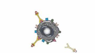 Monoclonal Antibodies Which Carry Radiotherapy or Cancer Drugs  Cancer Research UK [upl. by Coniah]