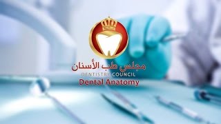 Dental Anatomy 6  Maxillary Molars [upl. by Dido]