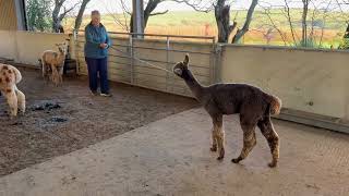 Training a cria to walk in a head collar [upl. by Lesig902]