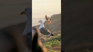 Watch The Majestic Flight Of A Puffin Bird puffin animals birds [upl. by Christean169]