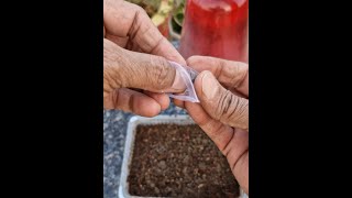 Verbena Seed Germination How To Grow Verbena From Seedviralvideo [upl. by Materse]