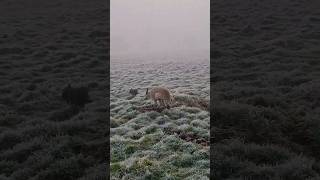 hunting ferreting rabbiting lurcher fieldsports workingdog sukithesaluki rabbitexpress [upl. by Liuqnoj26]