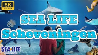 SEA LIFE Scheveningen Zeeaquarium 5K 60fps [upl. by Meras]