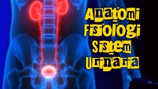 Anatomi Fisiologi Sistem Urinaria  Proses Pembentukan Urine  Proses Berkemih [upl. by Valerye]