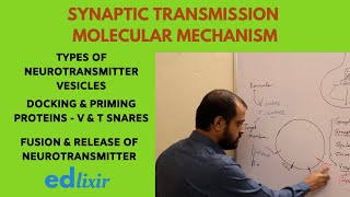 SYNAPTIC TRANSMISSION MOLECULAR MECHANISM  NEUROSCIENCE [upl. by Portingale]