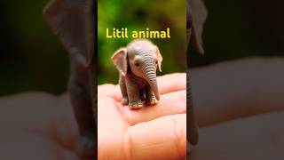 Soo cute litil animals cuteanimal love sorts shortsfeed shortvideo [upl. by Proudlove]