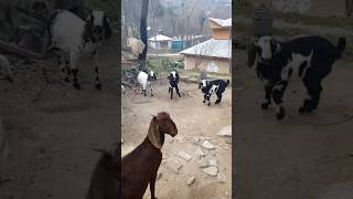 Kalu Aur Tillo Mtllo  goats video  pets amp mini zoo in Kashmir goatbaby shorts viral [upl. by Yttiy36]