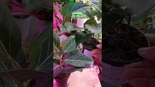 новинки фикус ficus cissus циссус gardenbalkon plants саднабалконе nature 23102024 [upl. by Auod]