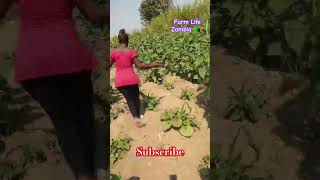 Farm life in Zambia Africa 🇿🇲 farmlife farmer farming zambia africa shorts [upl. by Hcirteid]