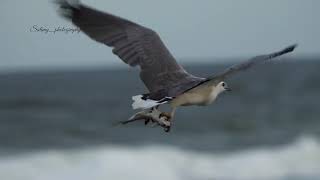 white bellied Sea eagle hunting sunshine Coast Australia [upl. by Marchak]