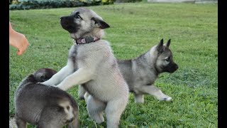 Cute Norwegian Elkhound puppies [upl. by Monney]