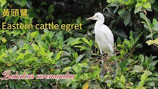 【4K】黃頭鷺Eastern cattle egretBubulcus coromandus [upl. by Spiegel]