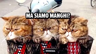 Gatti Doppiati 😹🎤 Ep 12 [upl. by Yarehs]