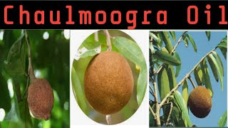 CHAULMOOGRA OIL Hydnocarpus oil [upl. by Piselli]