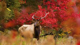 Cataloochee Valley Bull and Fire Maple  October 15 2023 [upl. by Adkins]