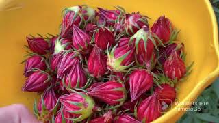 Harvesting and Making Roselle Tea Hibiscus Sabdariffa [upl. by Gish924]