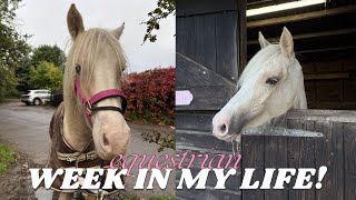 EQUESTRIAN WEEK IN MY LIFE  TACK SHOPPING DISASTERS YOUNG HORSE [upl. by Yance]