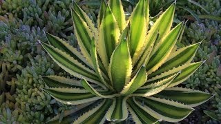 Agave lophantha Quadricolor a gorgeous small agave for gardens and containers [upl. by Yv]